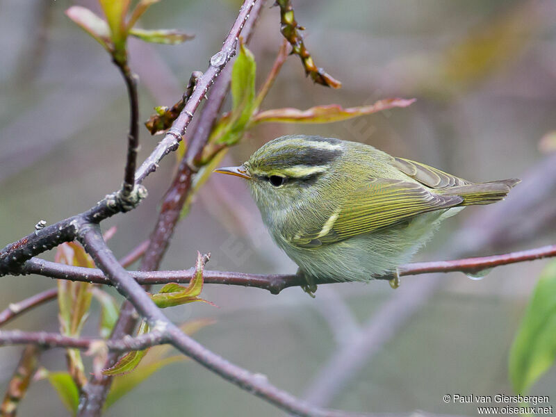 Blyth's Leaf Warbler