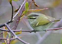 Blyth's Leaf Warbler