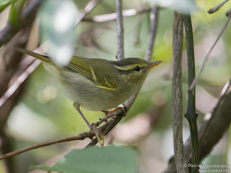 Blyth's Leaf Warbler