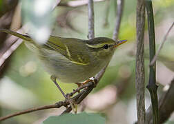 Blyth's Leaf Warbler