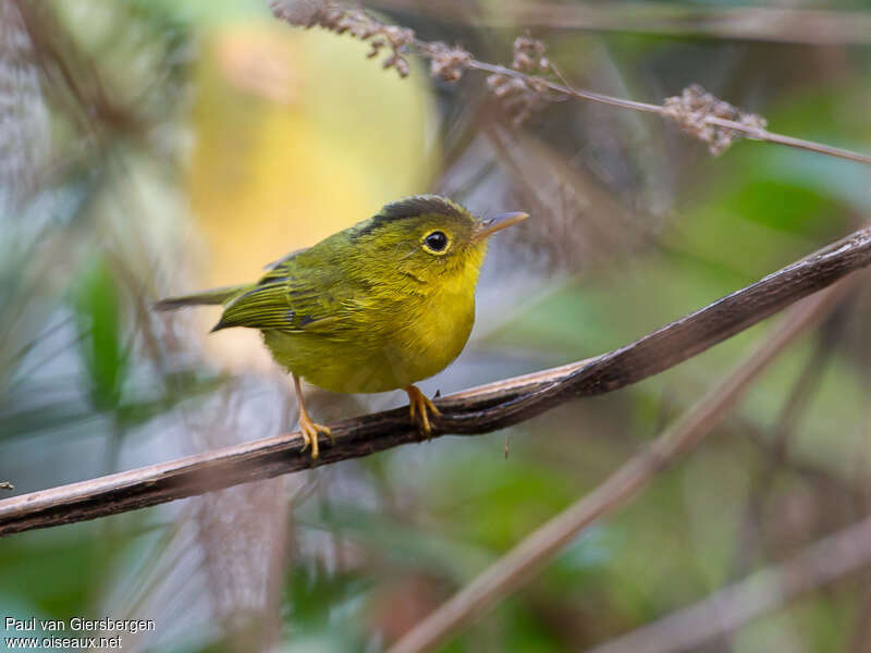 Green-crowned Warbler