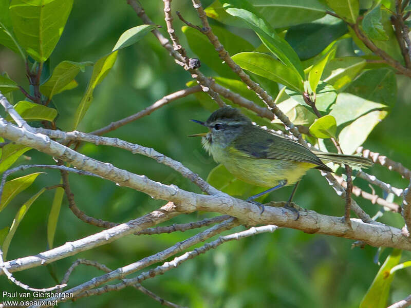 Flores Leaf Warbler