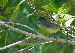 Flores Leaf Warbler