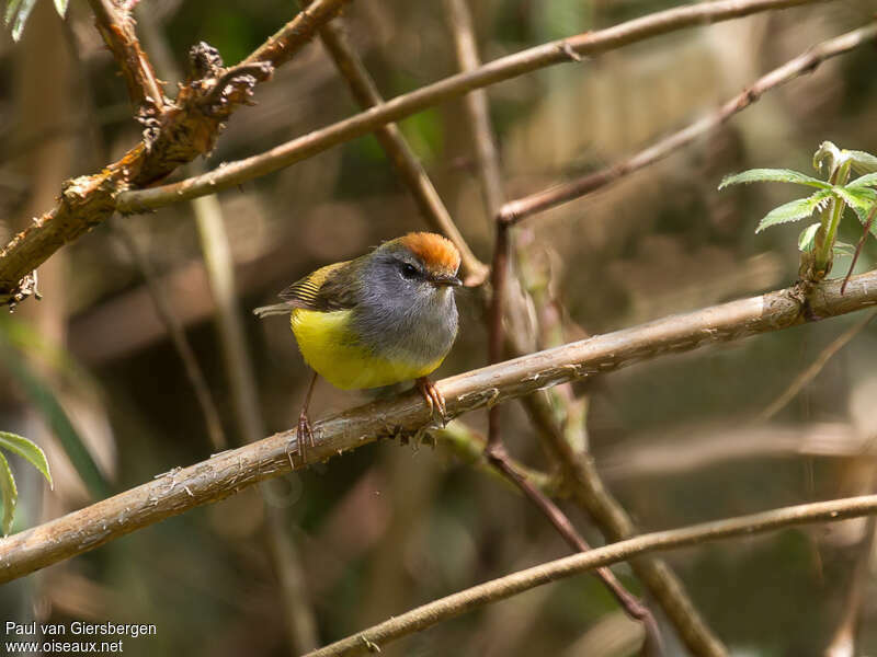 Broad-billed Warbleradult, identification