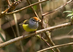 Broad-billed Warbler