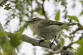 Hume's Leaf Warbler