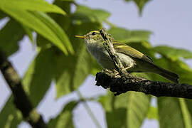Emei Leaf Warbler