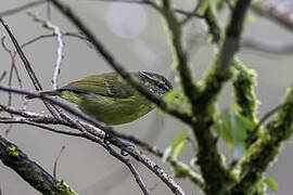 Negros Leaf Warbler