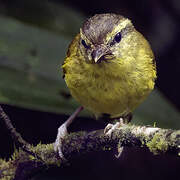 Negros Leaf Warbler