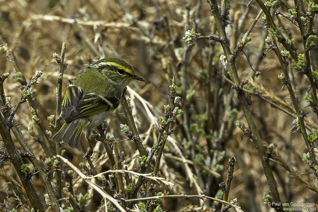 Pallas's Leaf Warbleradult