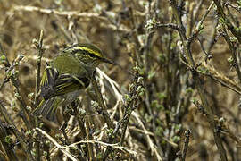 Pallas's Leaf Warbler