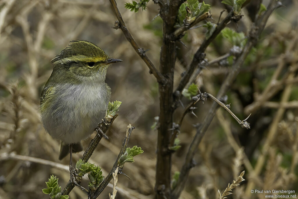 Pallas's Leaf Warbler