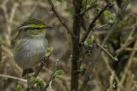 Pallas's Leaf Warbler