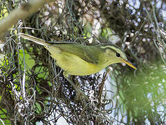 Rote Leaf Warbler