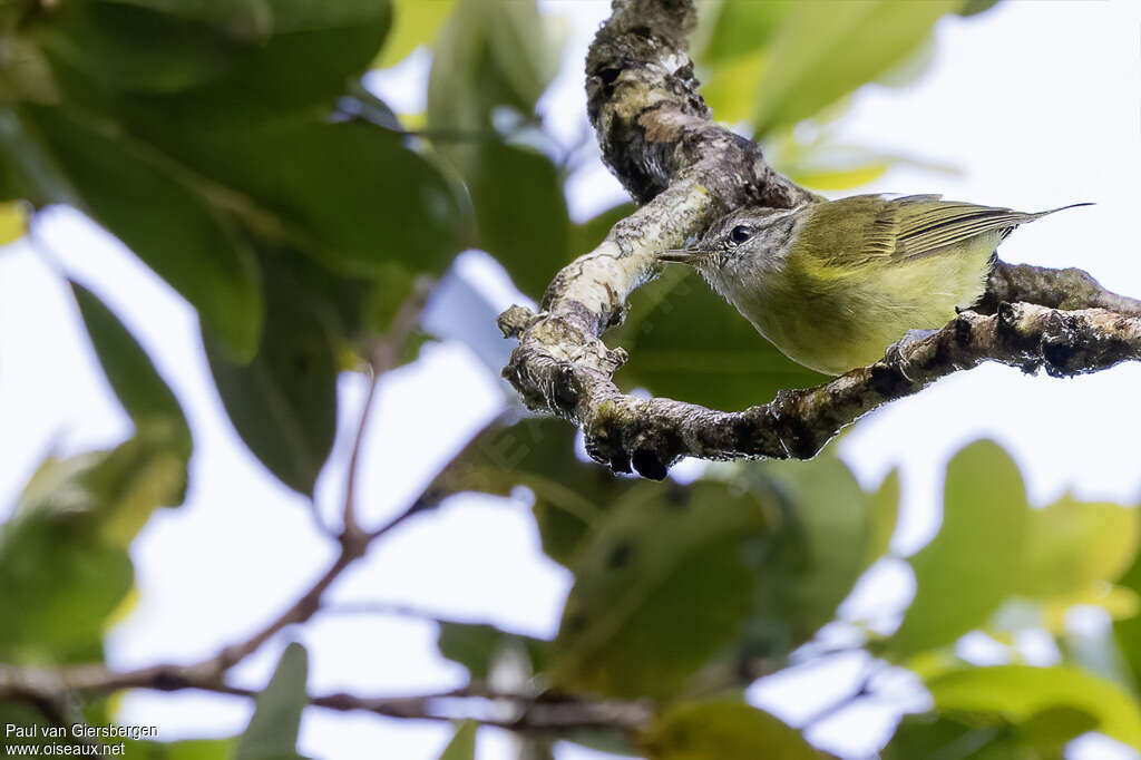 Makira Leaf Warbleradult