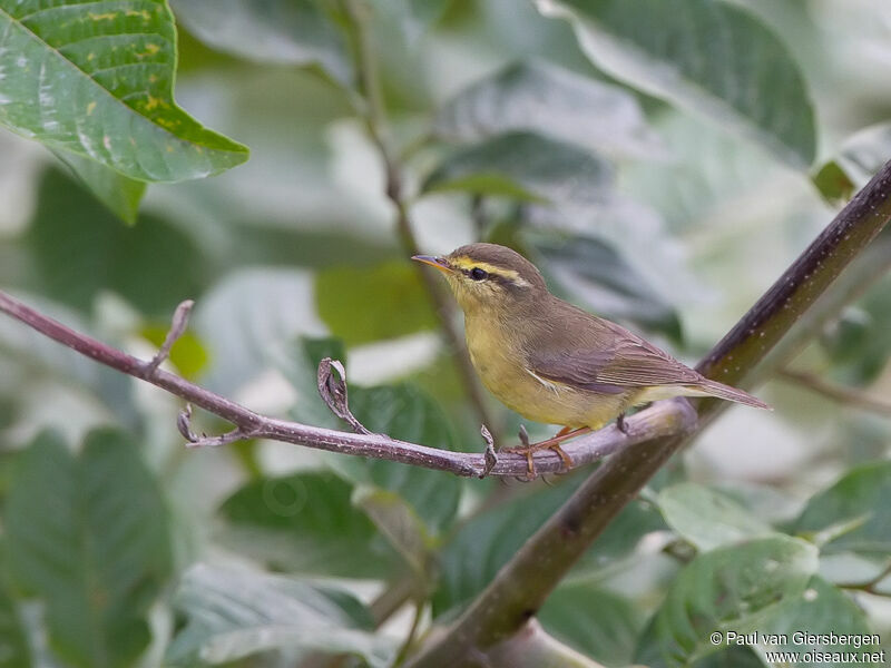 Tickell's Leaf Warbler