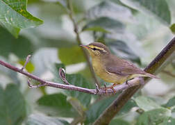 Tickell's Leaf Warbler