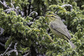 Tickell's Leaf Warbler