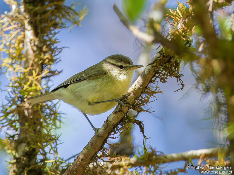 Timor Leaf Warbler