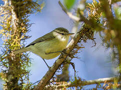 Timor Leaf Warbler