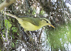 Timor Leaf Warbler