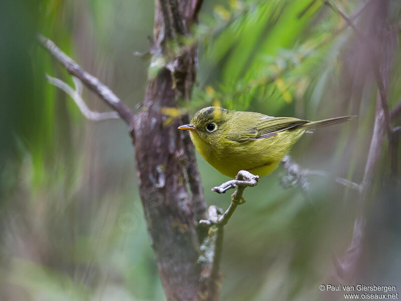 Whistler's Warbler