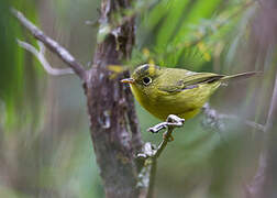 Whistler's Warbler