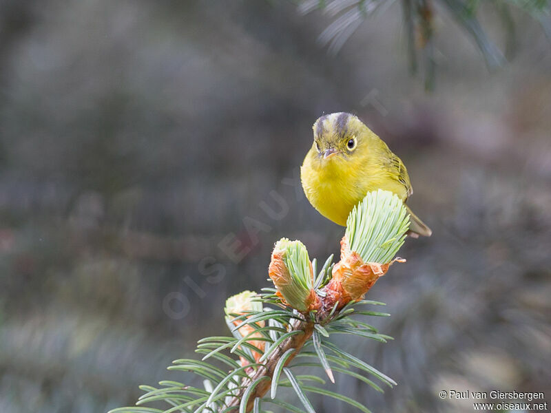 Whistler's Warbler