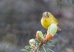 Whistler's Warbler