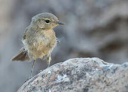 Canary Islands Chiffchaff