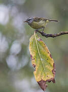 Island Leaf Warbler