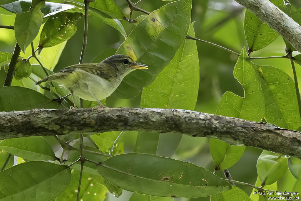 Philippine Leaf Warbleradult