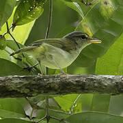 Philippine Leaf Warbler