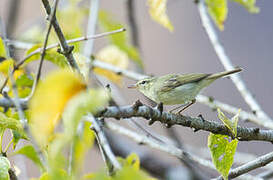 Green Warbler