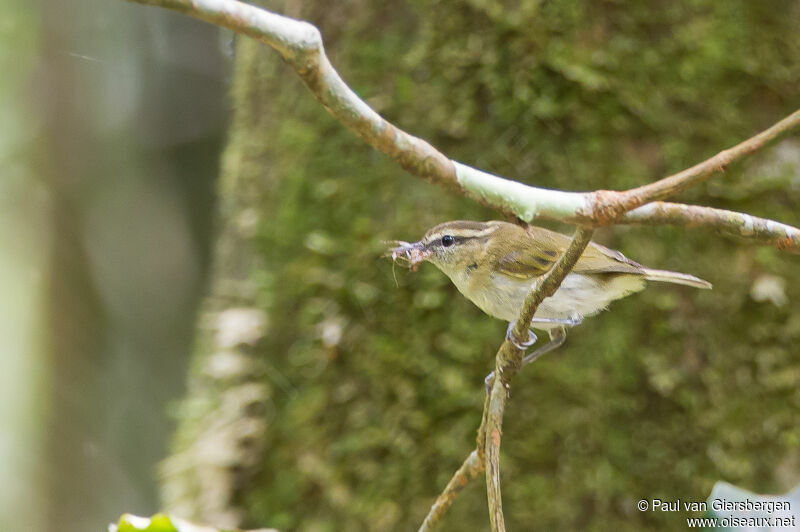 Lompobattang Leaf Warbler