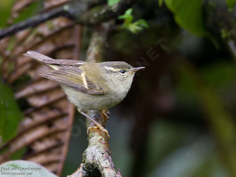 Pouillot élégantadulte, identification