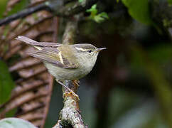 Buff-barred Warbler