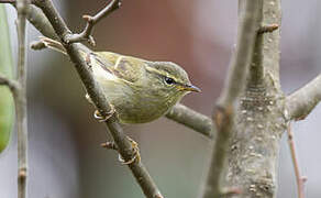 Buff-barred Warbler