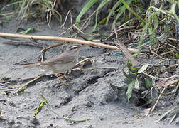 Smoky Warbler