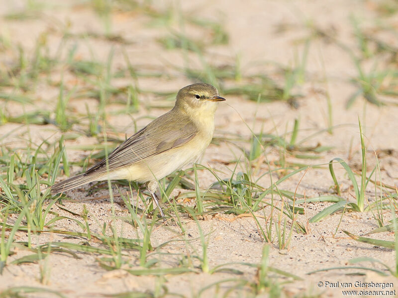 Willow Warbler