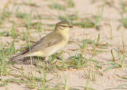 Willow Warbler