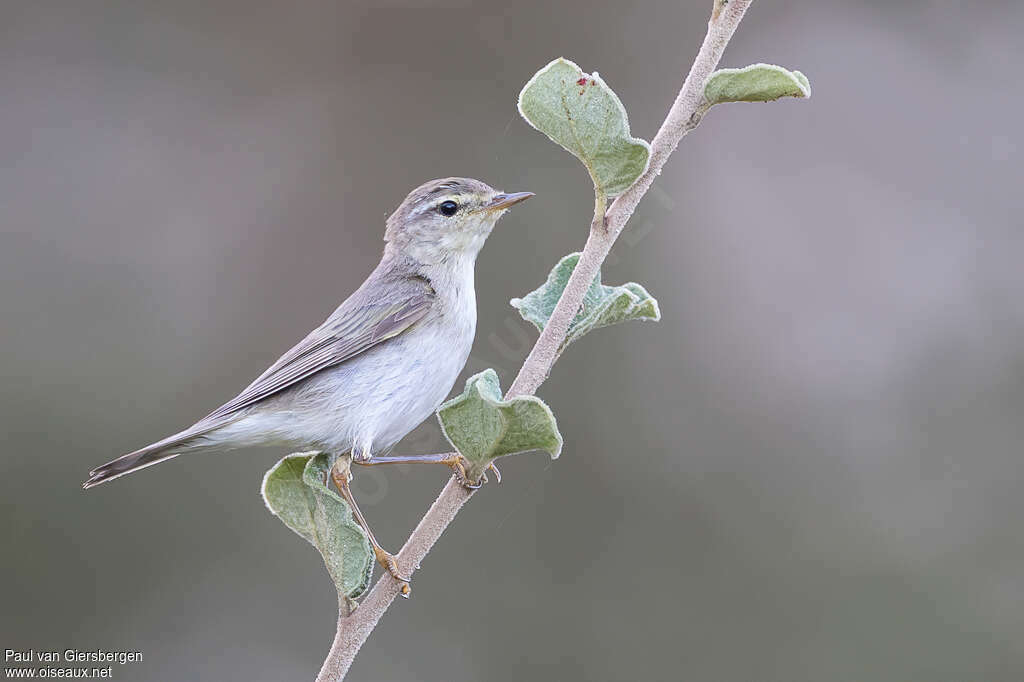 Willow Warbleradult, identification