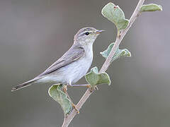 Willow Warbler