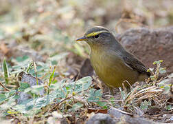 Sulphur-bellied Warbler