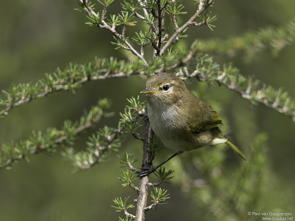 Brown Woodland Warbleradult