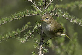 Brown Woodland Warbler