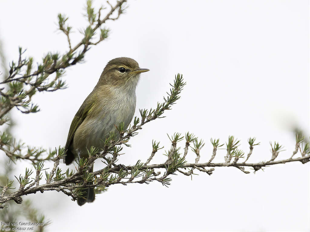 Brown Woodland Warbleradult