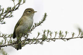 Brown Woodland Warbler