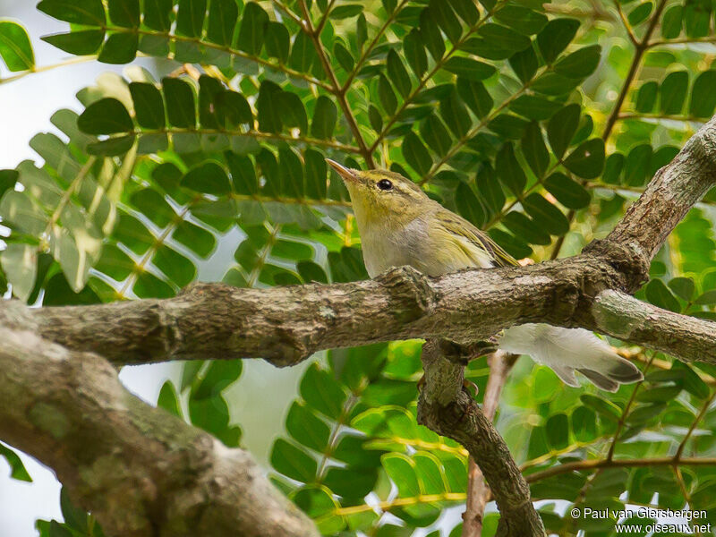 Wood Warbler