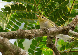 Wood Warbler